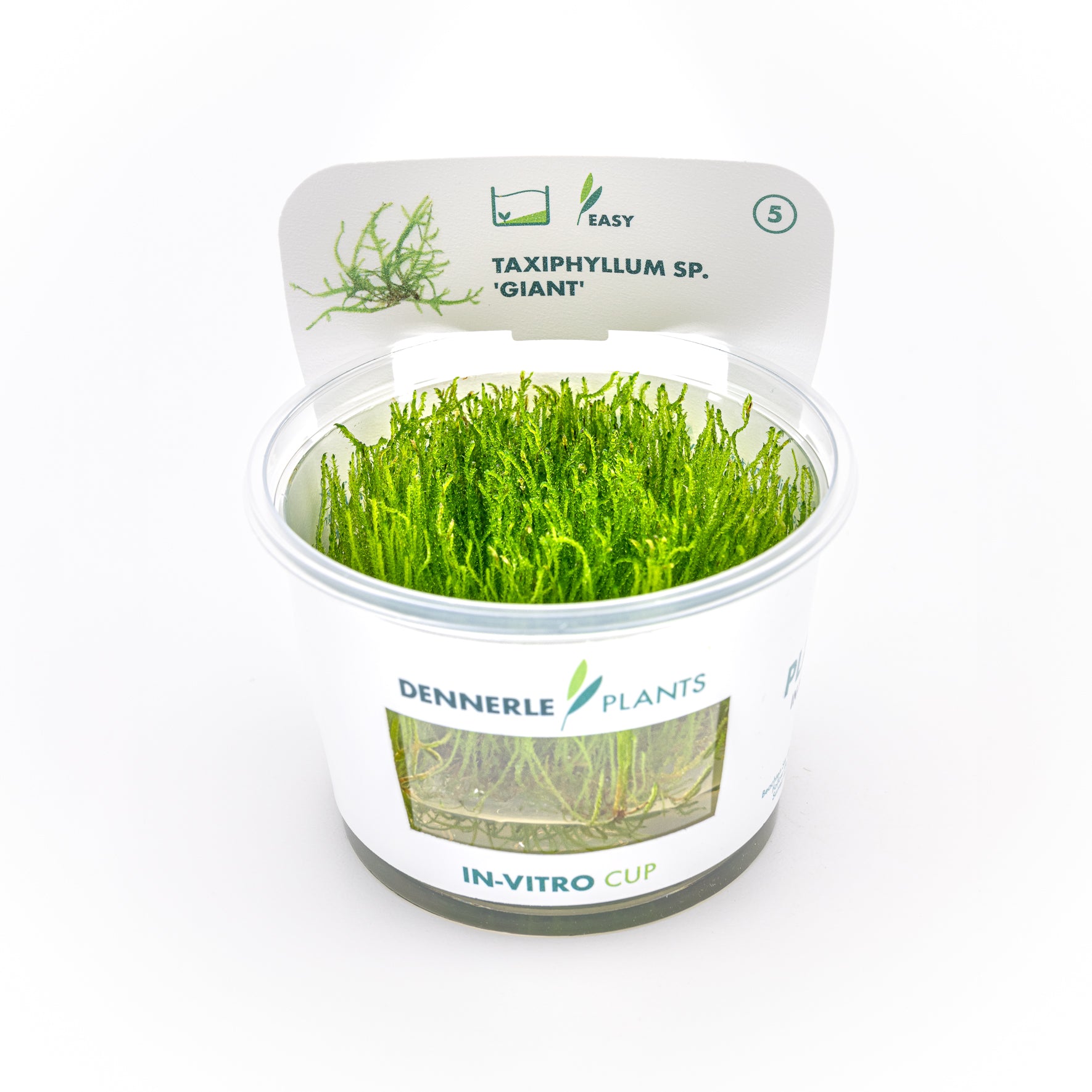Taxiphyllum sp. ´Giant´ CUP / Dennerle-Plants