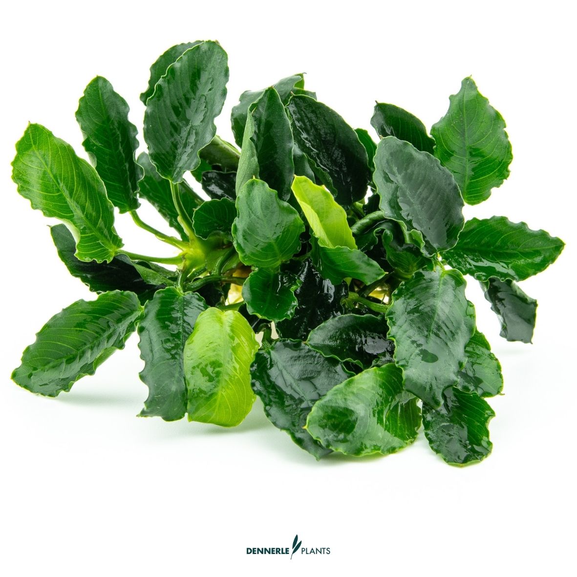 Anubias barteri var. nana ´Kirin´  / Dennerle-Plants