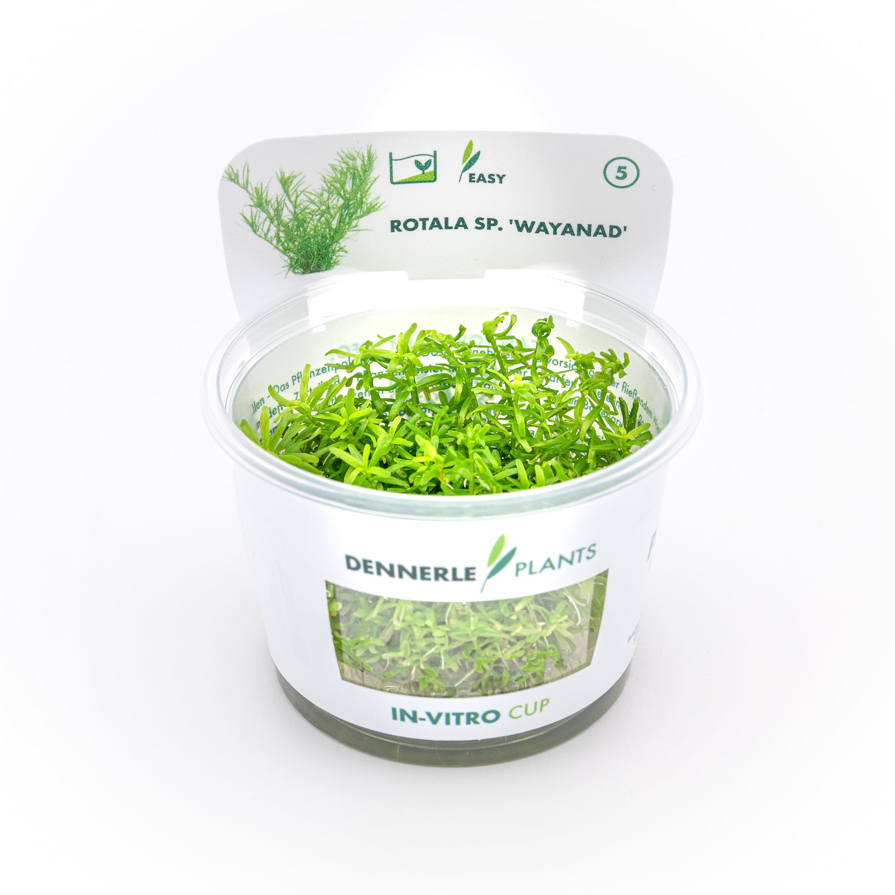 Rotala sp. ´Wayanad´ CUP / Dennerle-Plants