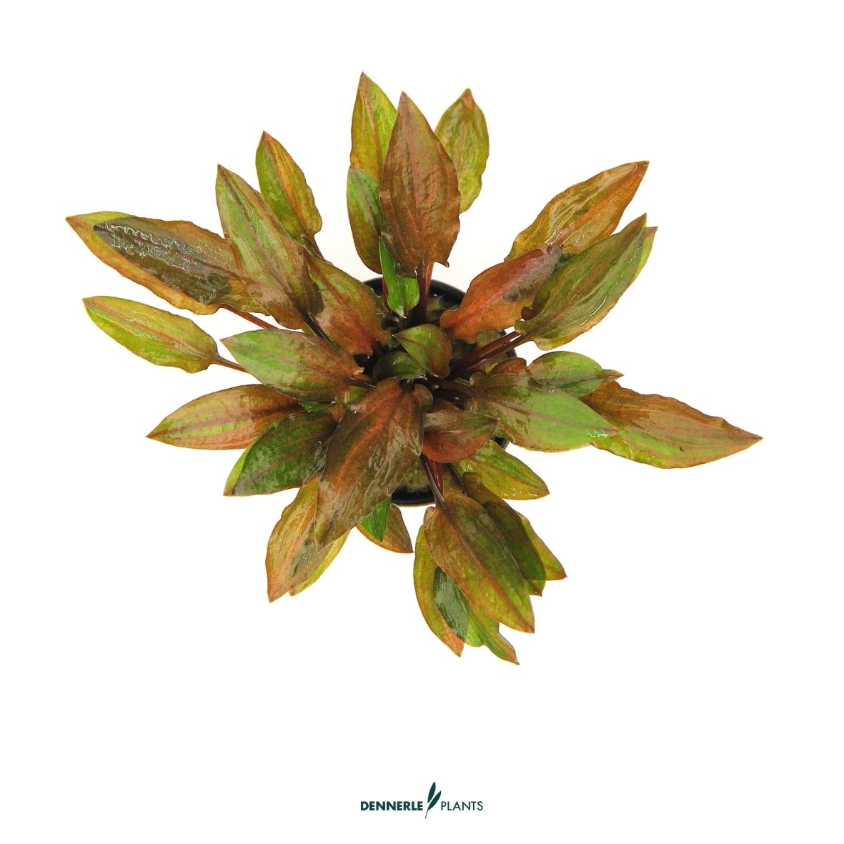 Cryptocoryne walkeri var. legroi / Dennerle-Plants