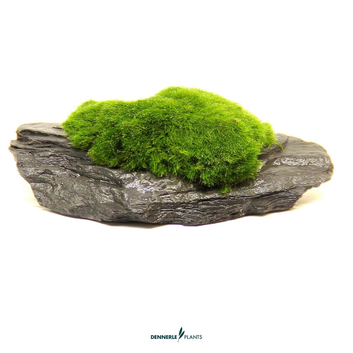 Aegagropila auf Slate Rock / Dennerle-Plants