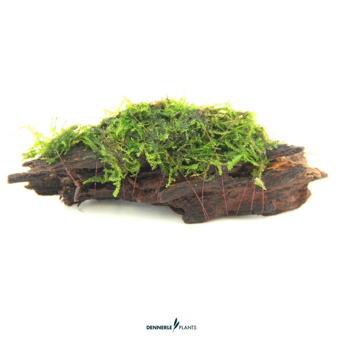 Mooswurzel / Dennerle-Plants