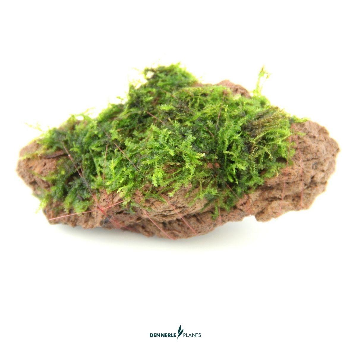 Moosstein / Dennerle-Plants