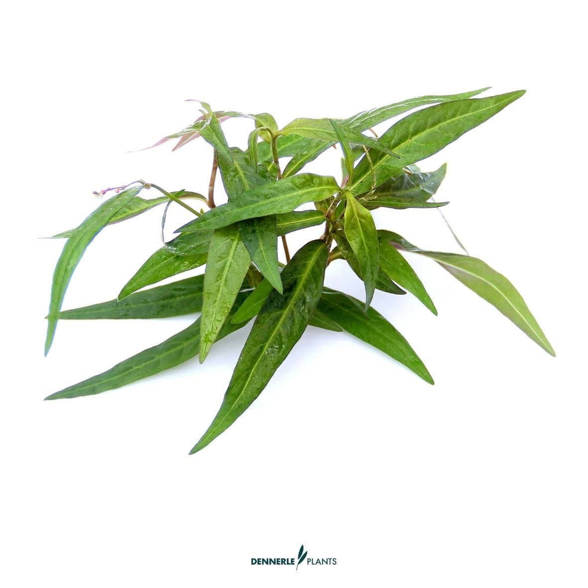 Persicaria sp. ´Sao Paulo´ / Dennerle-Plants