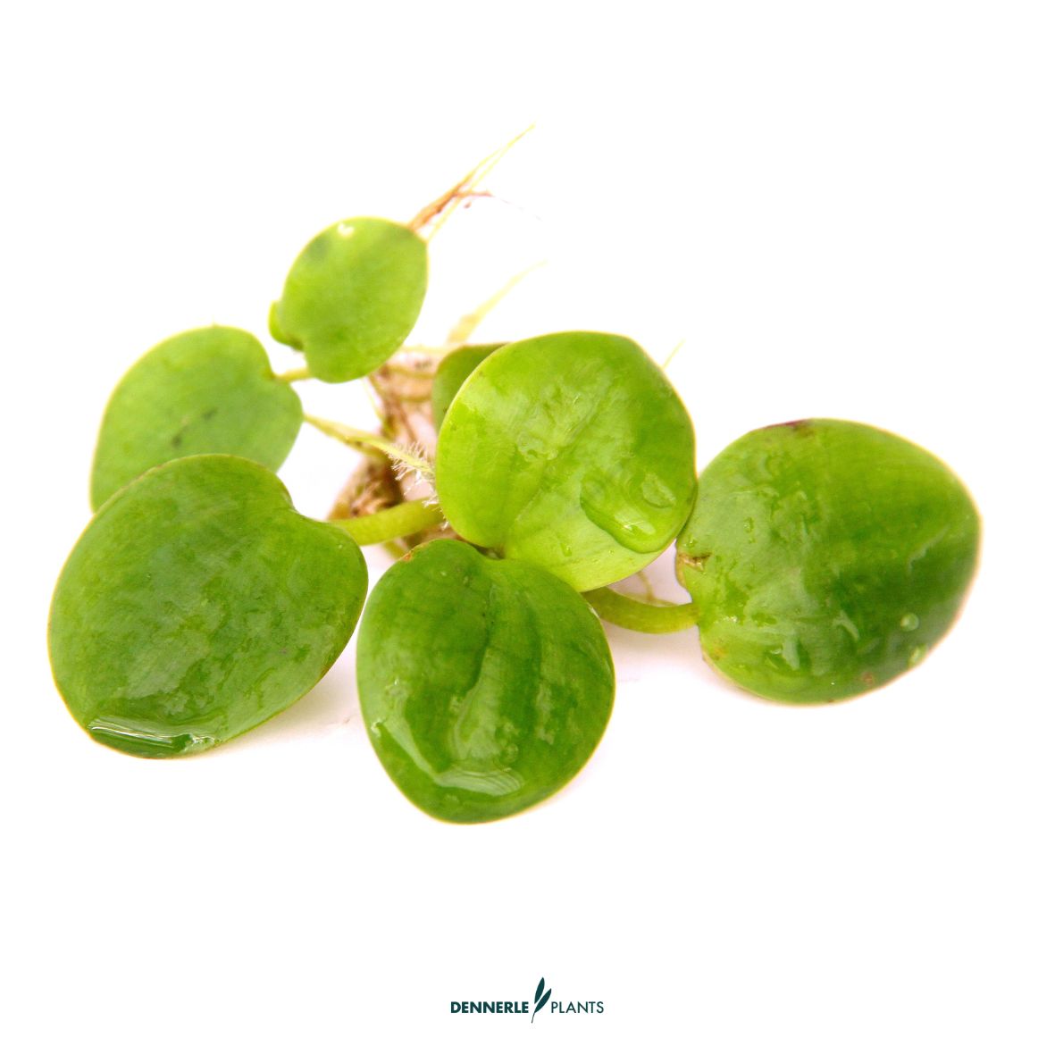 Limnobium laevigatum CUP / Dennerle-Plants