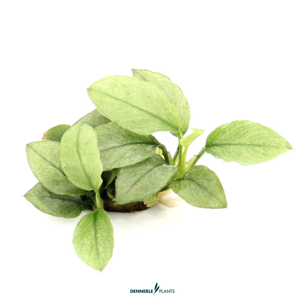 Anubias nana 'Jade' / Dennerle-Plants