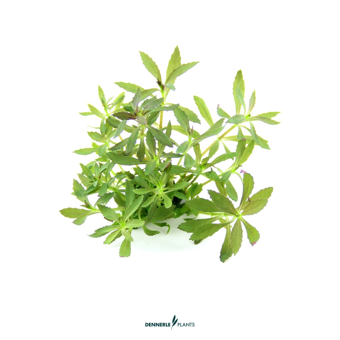 Limnophila hippuridoides / Dennerle-Plants