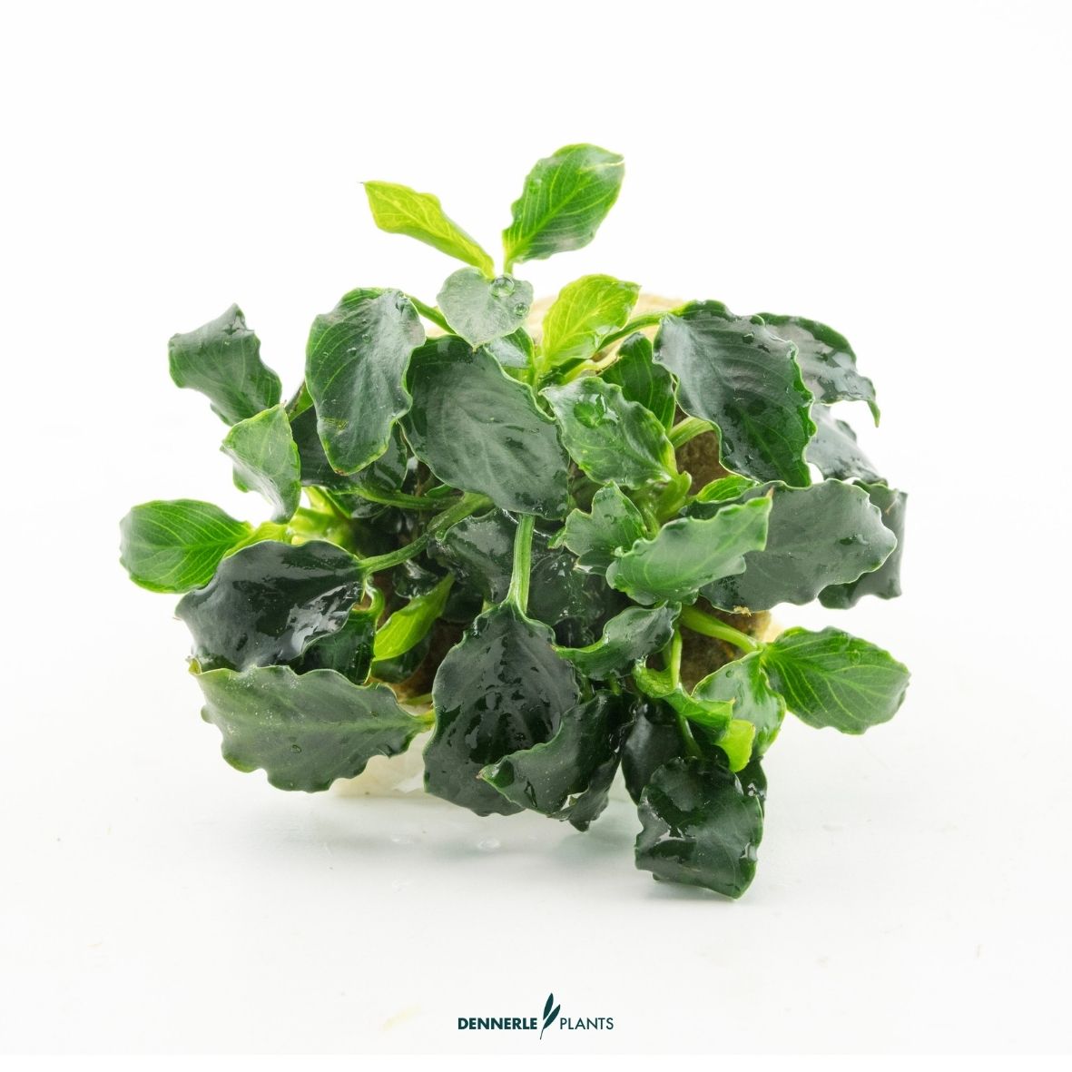 Anubias nana ´Mini Kirin´ / Dennerle-Plants