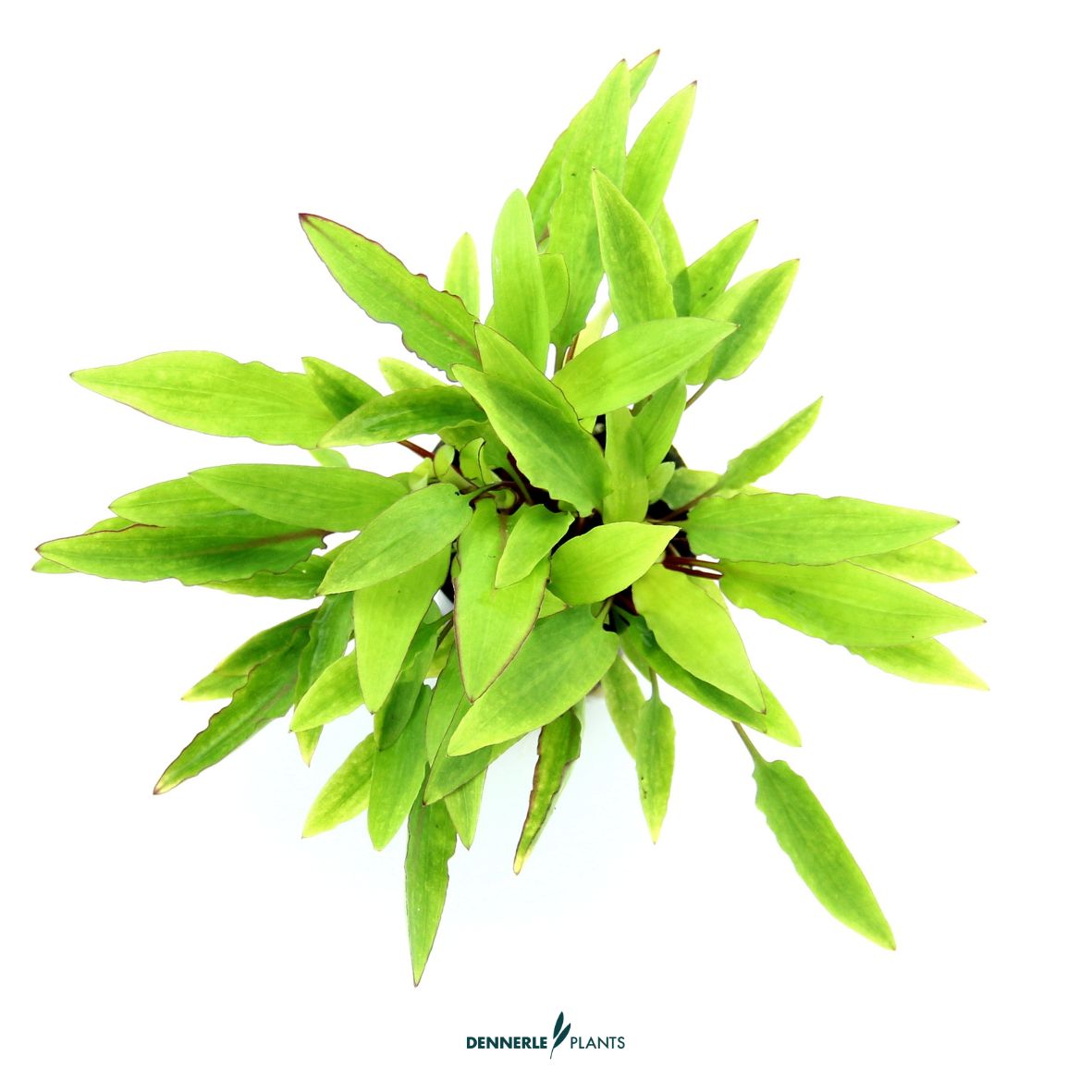 Cryptocoryne affinis ' Dark Orange / Dennerle-Plants