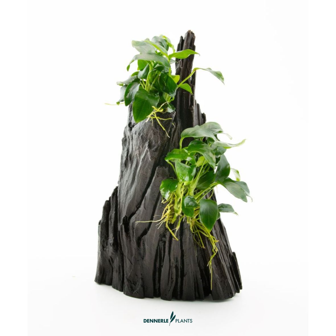 Anubias spp. Hills NEU! / Dennerle-Plants