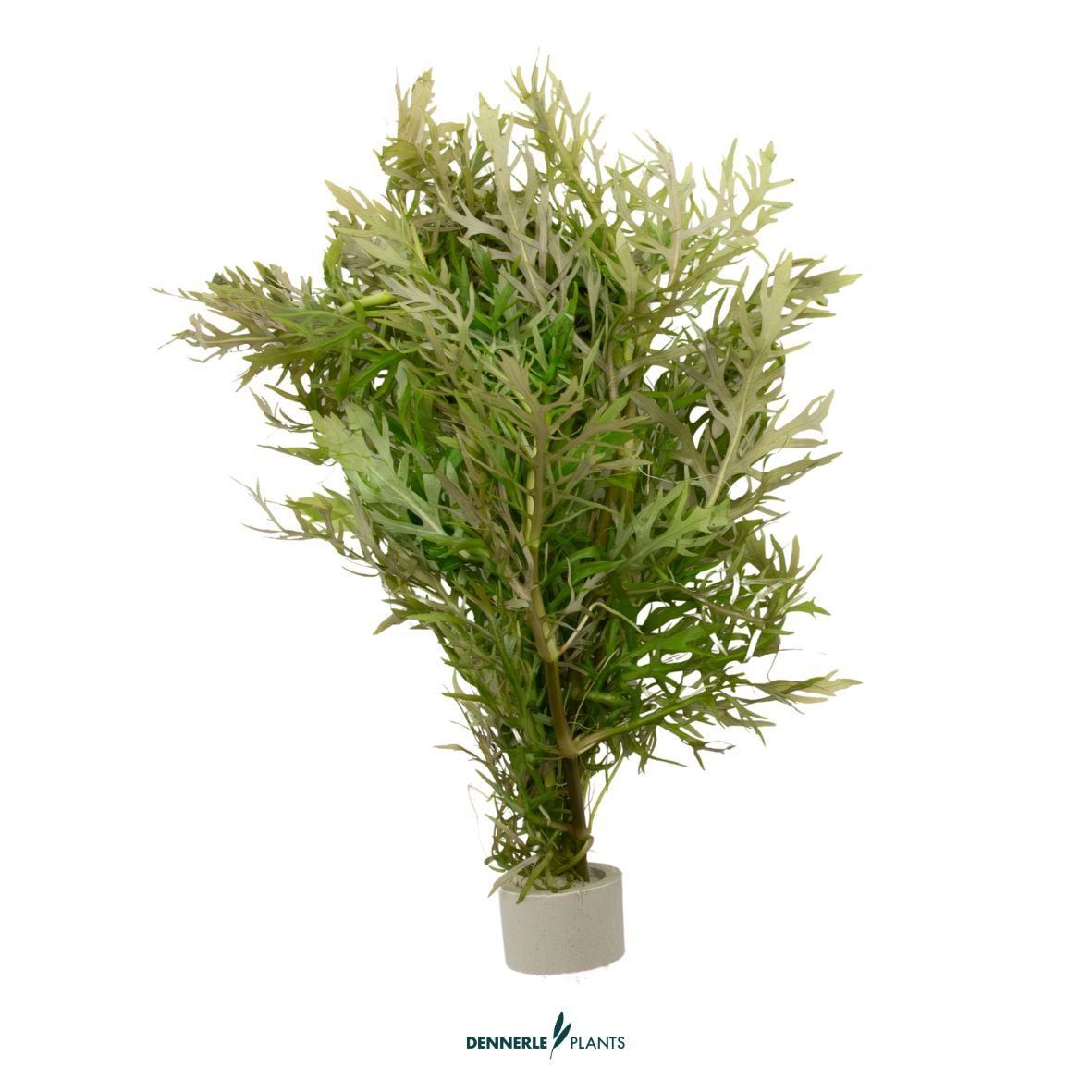 5 mal - Hygrophila difformis NEU! / Dennerle-Plants