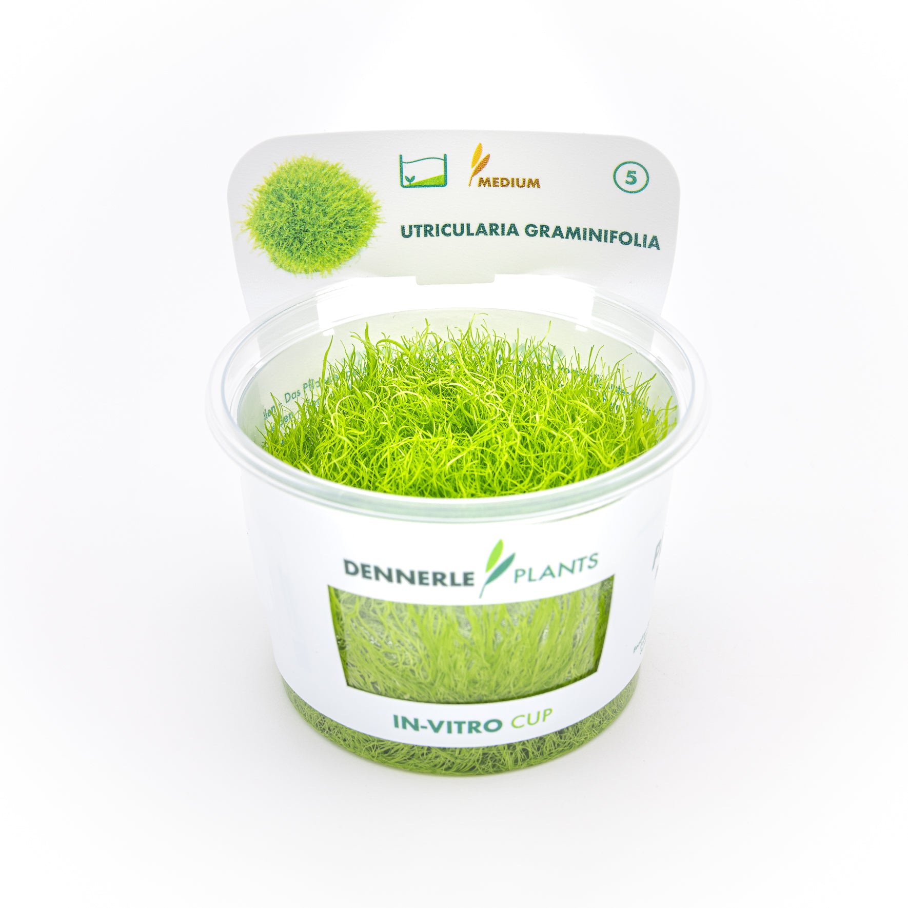 Utricularia graminifolia CUP / Dennerle-Plants