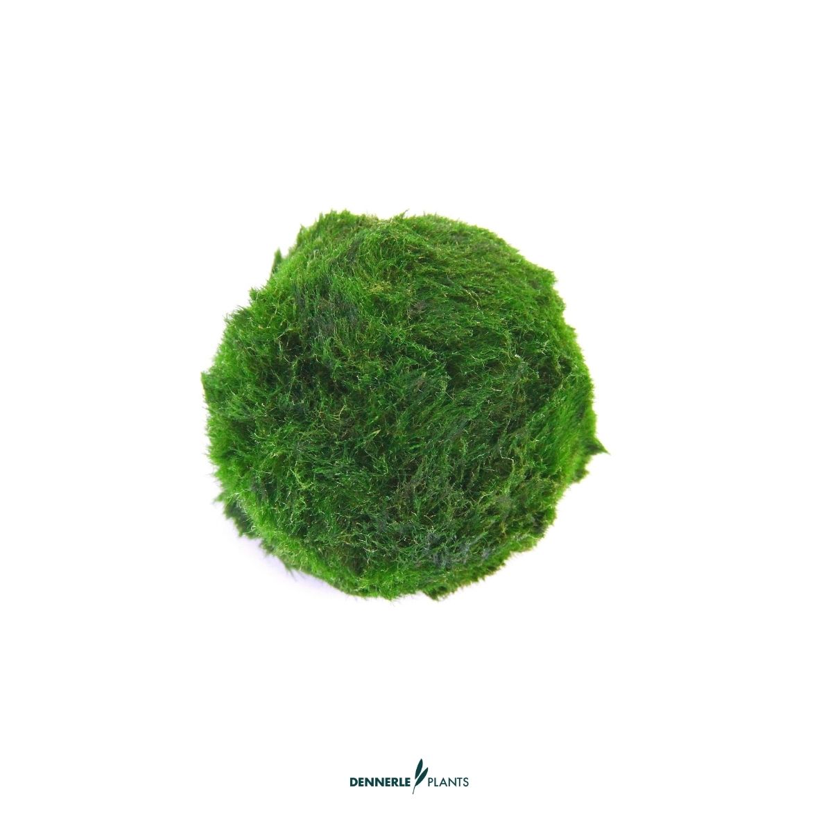 Superballs - Aegagropila linnaei, 3 Stück / Dennerle-Plants