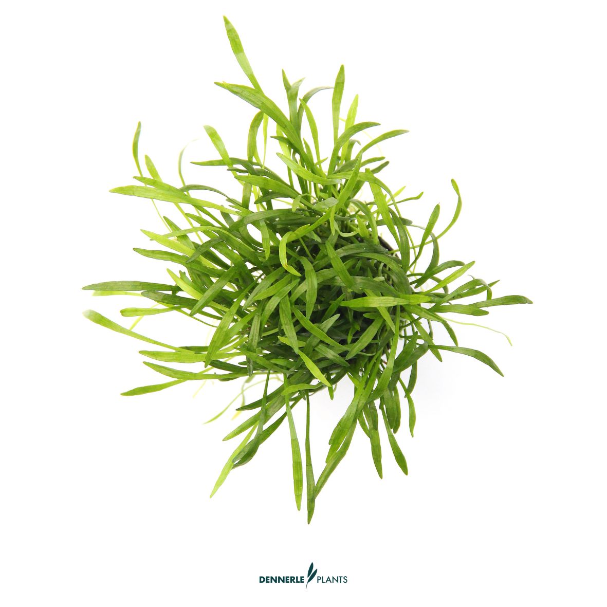 Lilaeopsis brasiliensis / Dennerle-Plants