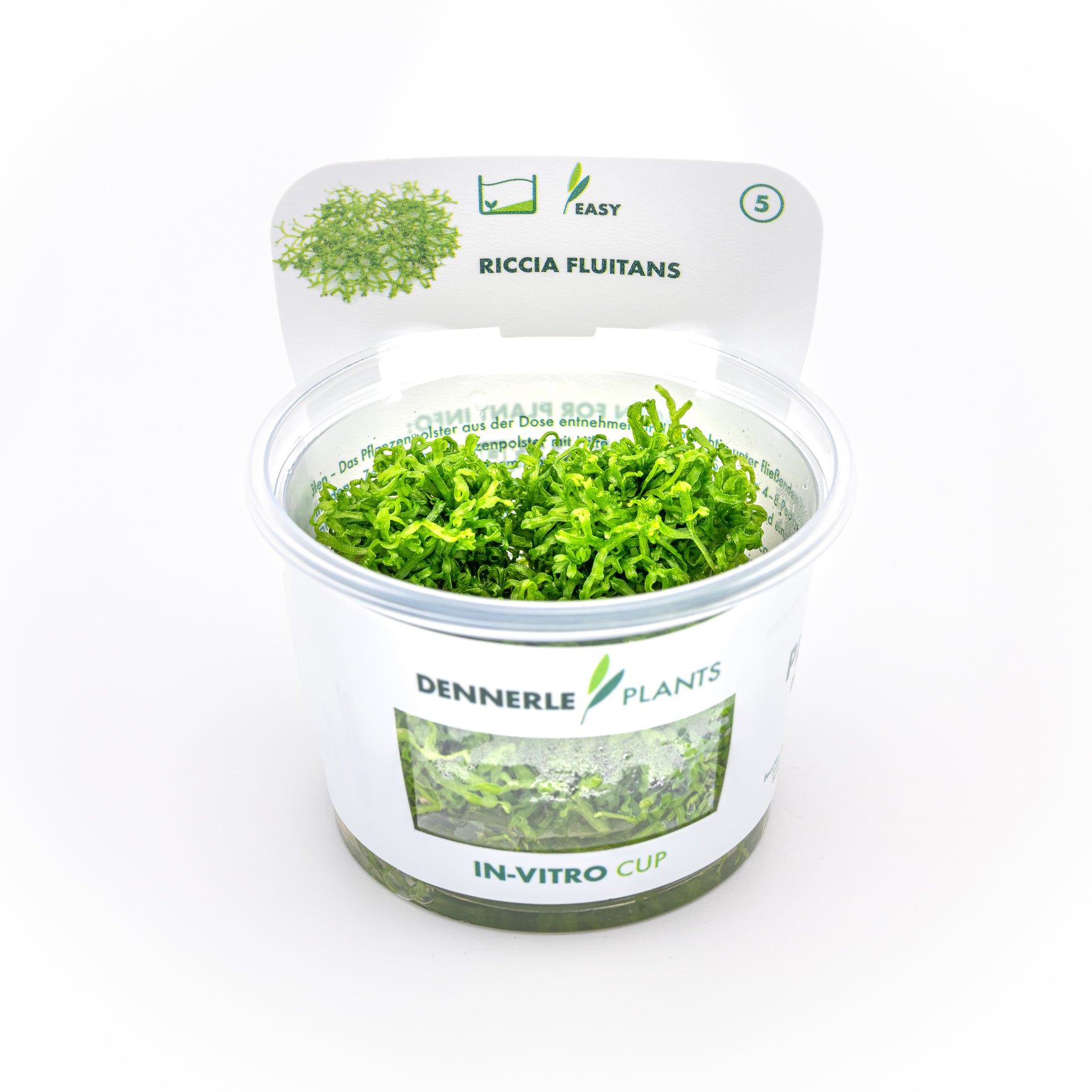 Riccia fluitans CUP / Dennerle-Plants