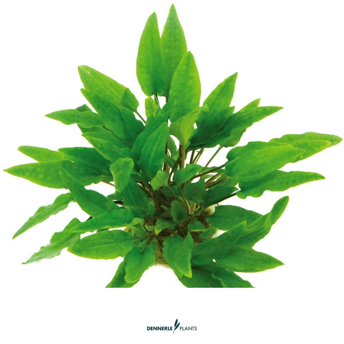 Cryptocoryne wendtii 'Grün' / Dennerle-Plants