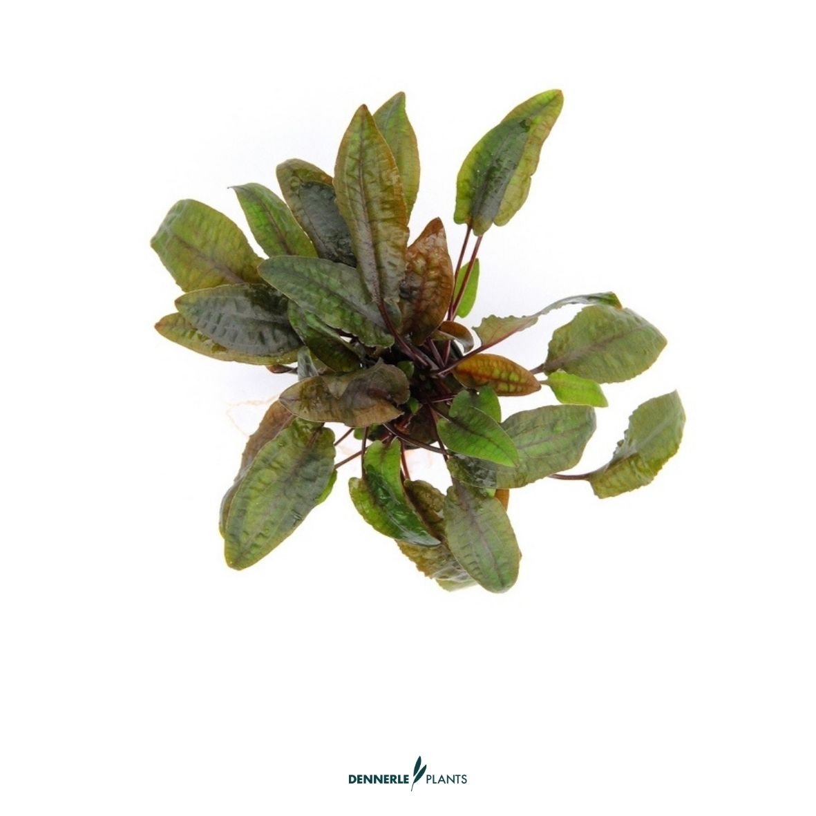 Cryptocoryne wendtii 'Braun' / Dennerle-Plants
