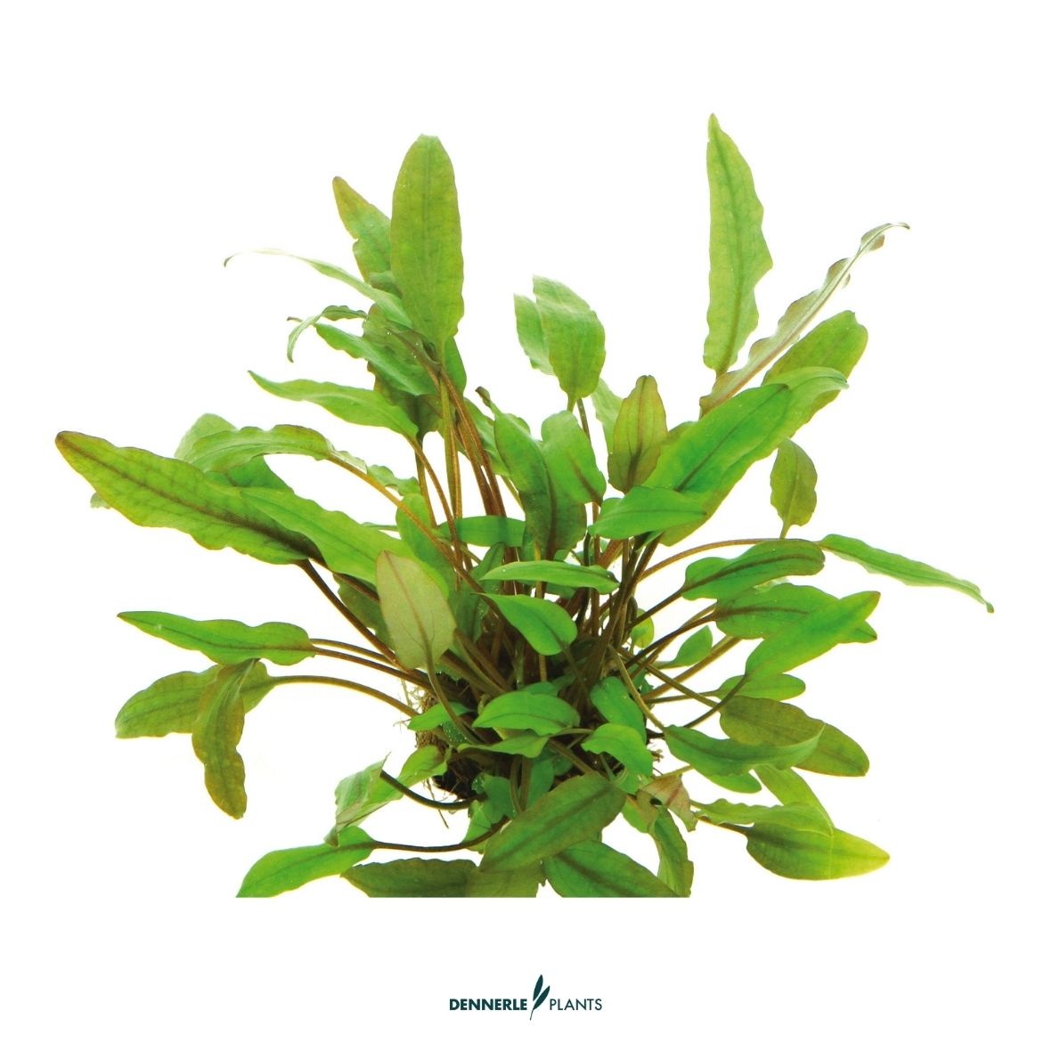 Cryptocoryne beckettii / Dennerle-Plants