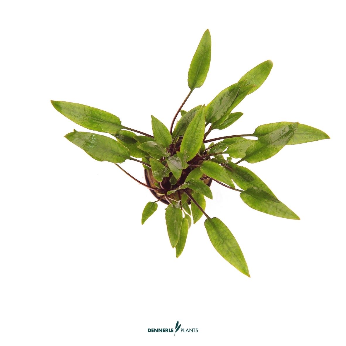 Cryptocoryne lutea / Dennerle-Plants