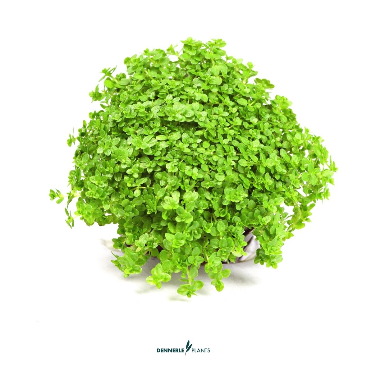 Hemianthus callitrichoides 'Cuba' CUP / Dennerle-Plants