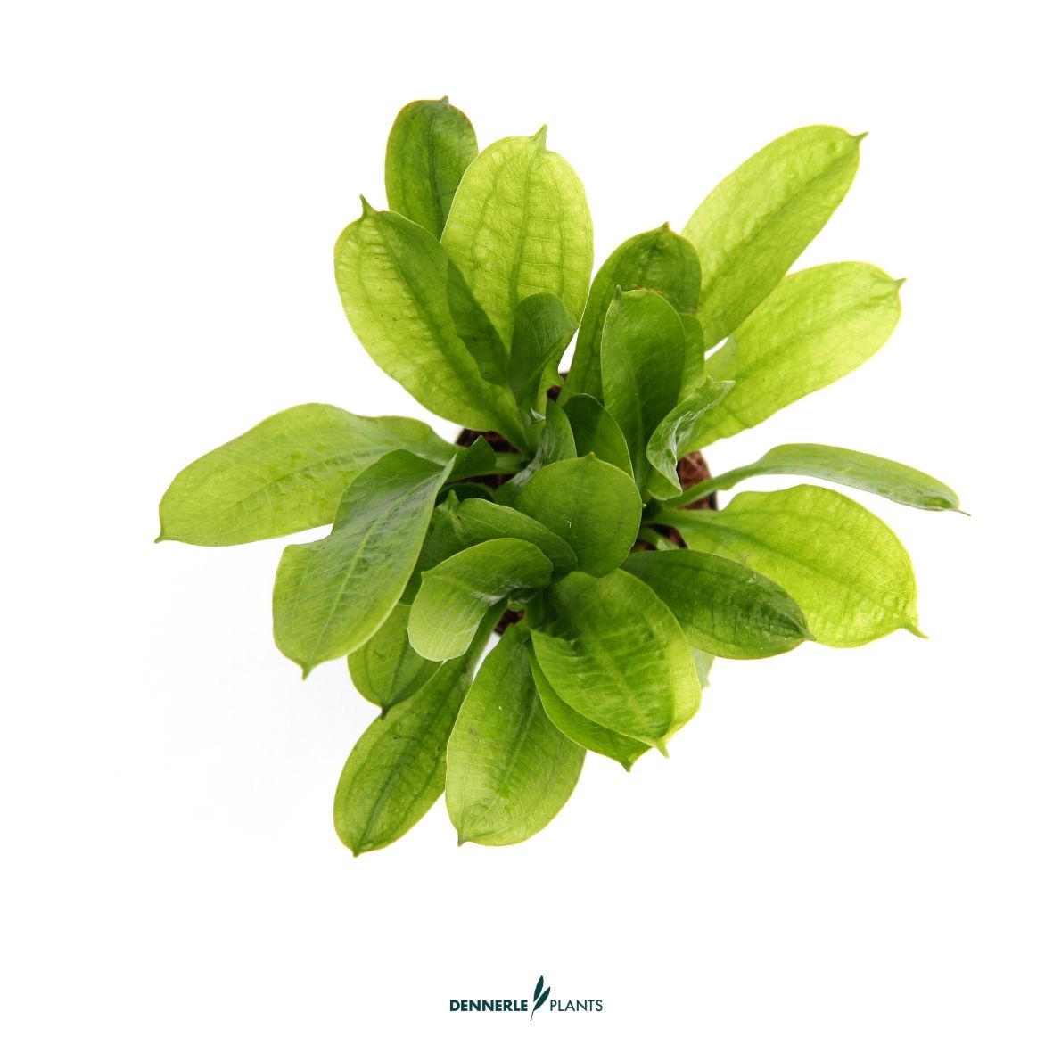 Echinodorus grisebachii 'Tropica' / Dennerle-Plants