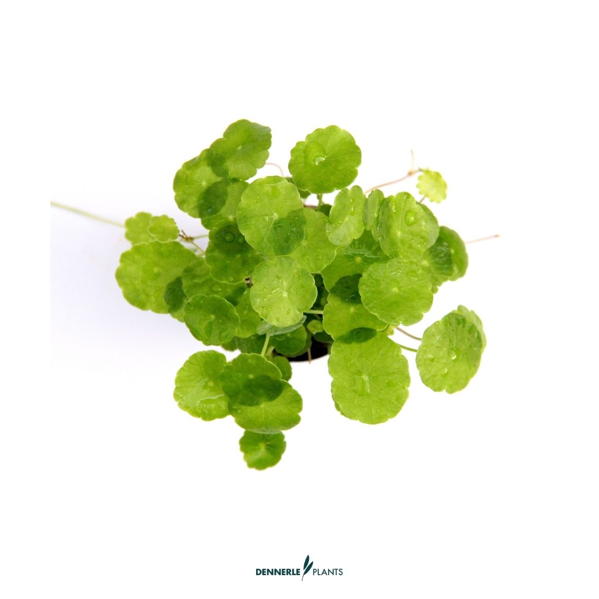 Hydrocotyle verticillata / Dennerle-Plants