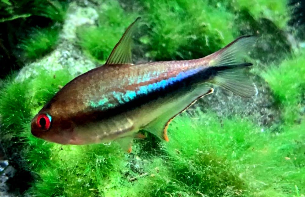 Nematobrycon lacortei – Der Regenbogenkaiserfisch für dein Aquarium