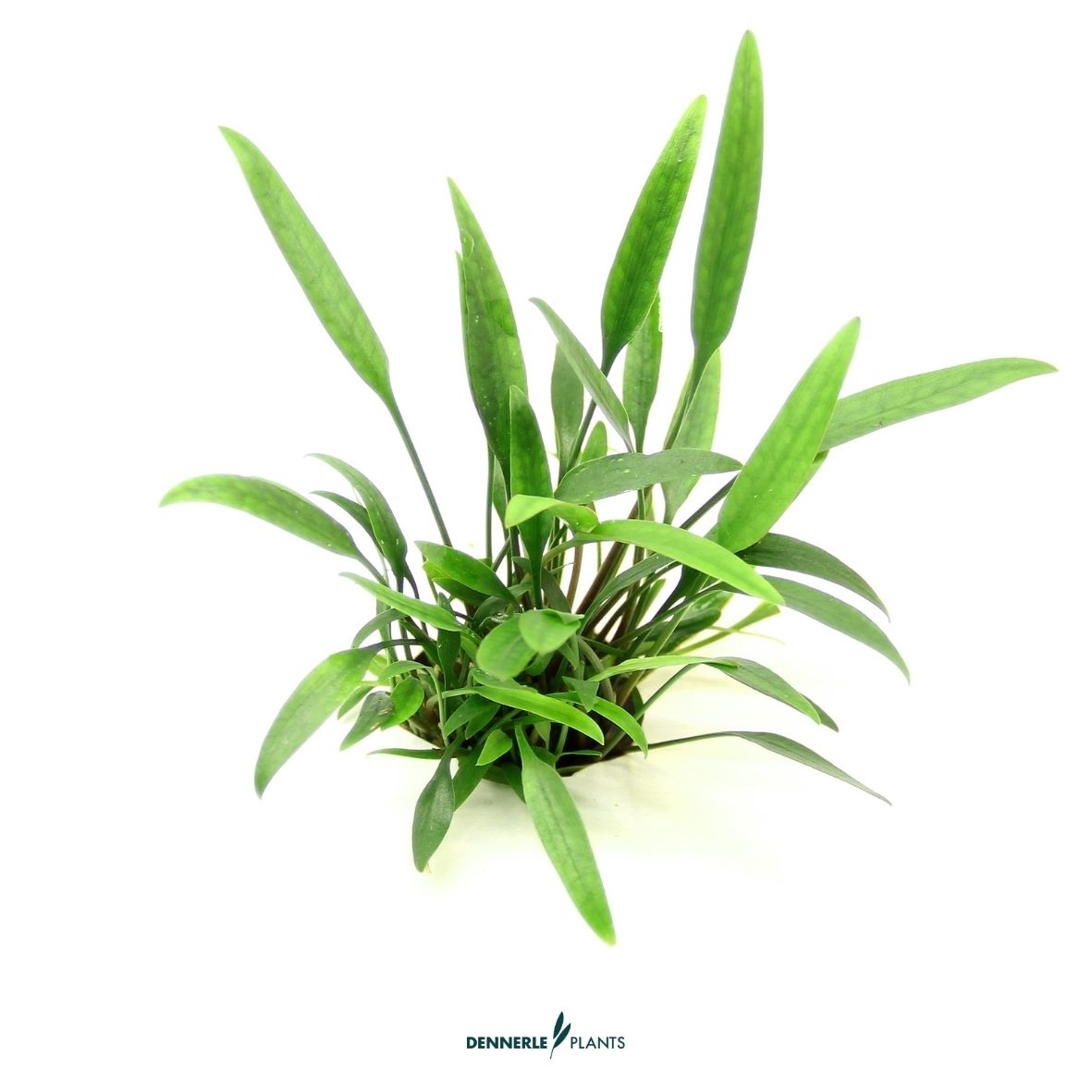 Cryptocoryne lucens / Dennerle-Plants