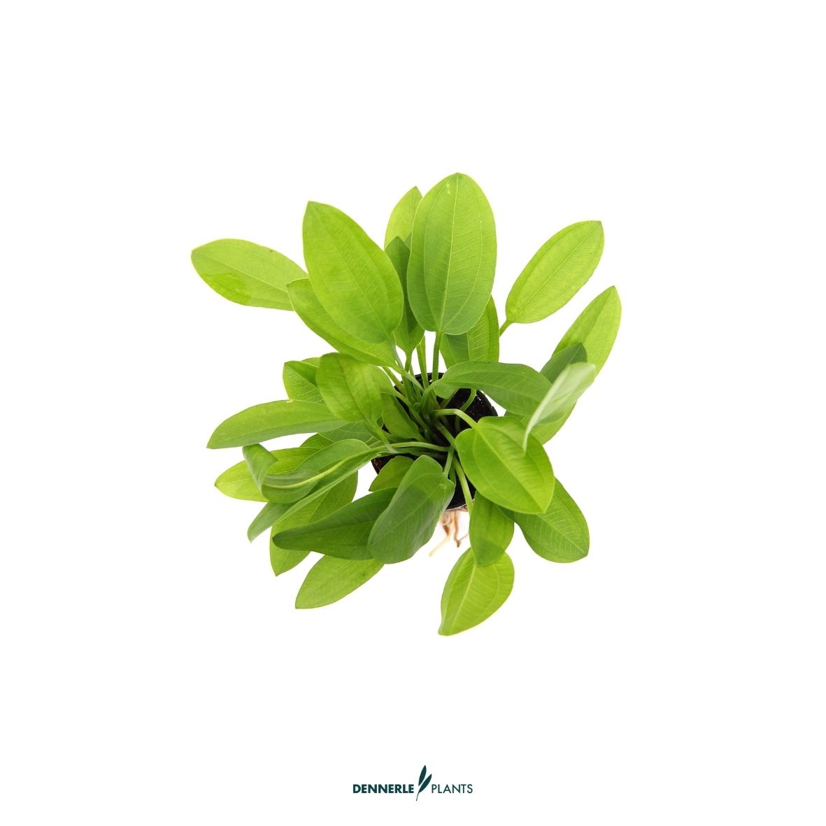 Echinodorus cordifolius 'MINI' / Dennerle-Plants