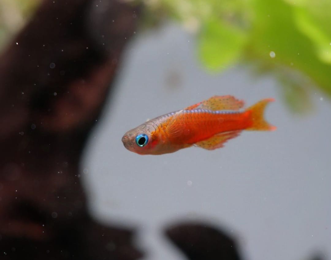 Paskas Blauauge - Pseudomugil paskai "Red Neon"