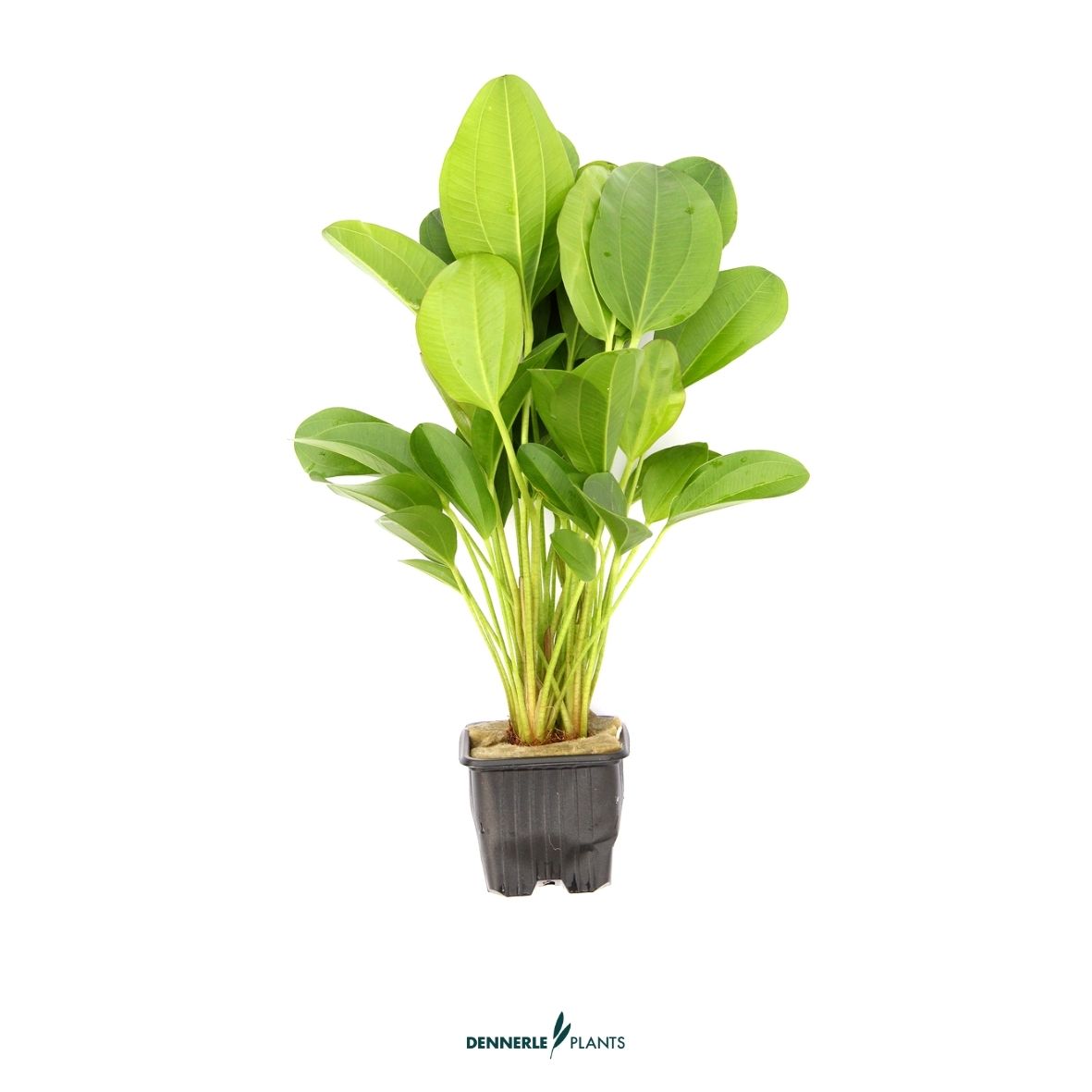 Echinodorus Dschungelstar Nr. 2 'Kleiner Bär' / Dennerle-Plants