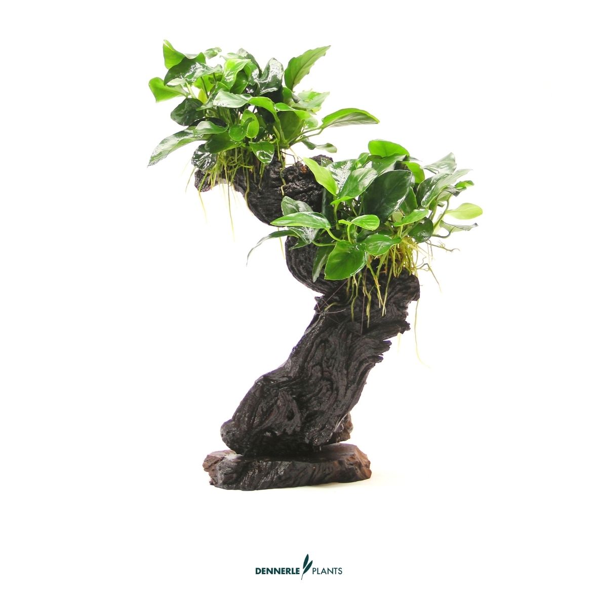 Anubias barteri var. nana auf Mbuna M / Dennerle-Plants