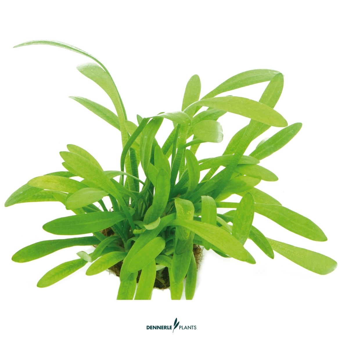 Sagittaria subulata var. pusilla / Dennerle-Plants
