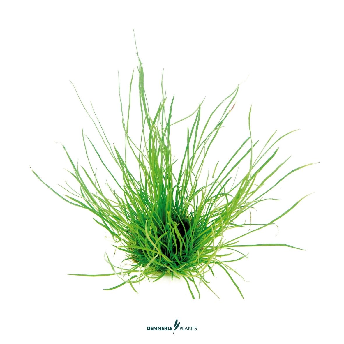 Lilaeopsis mauritiana / Dennerle-Plants