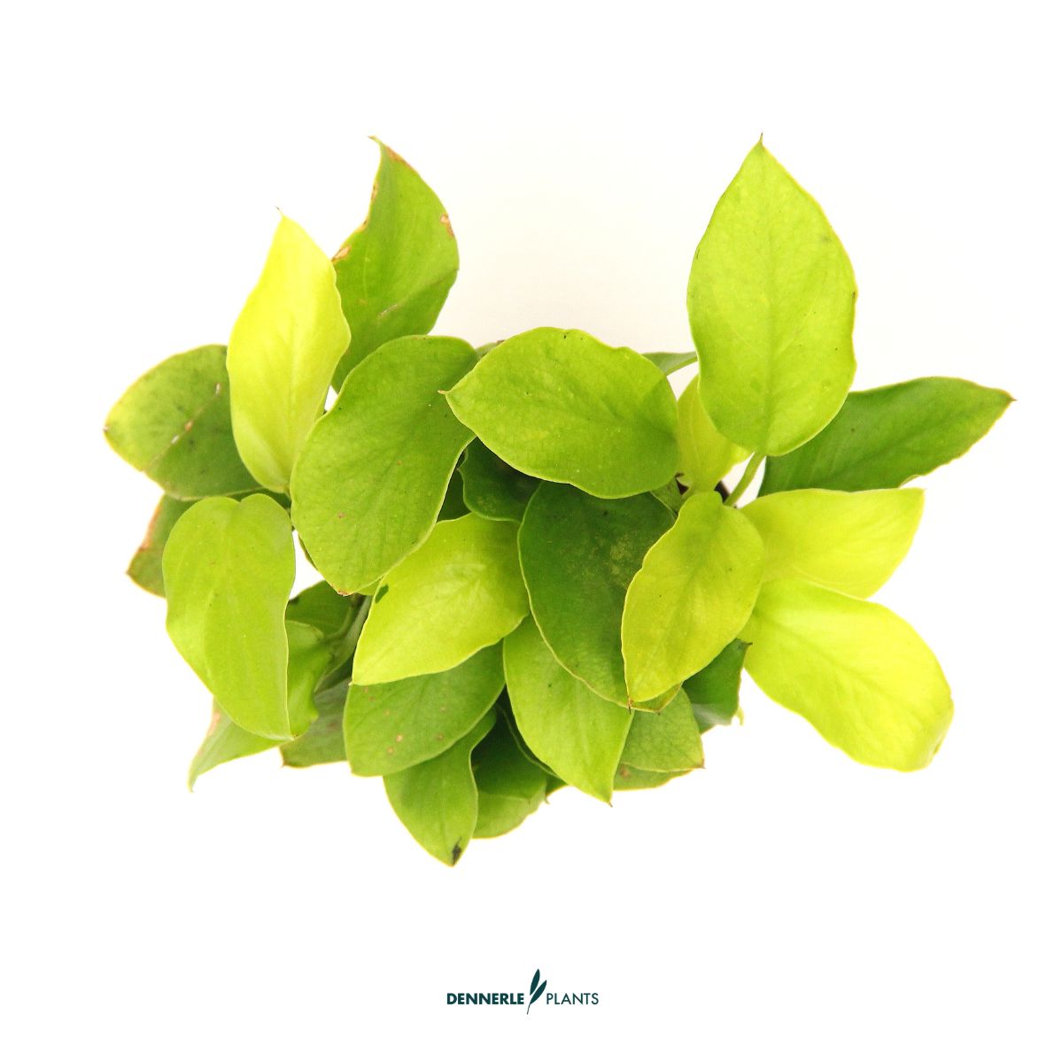Anubias nana 'Gold' / Dennerle-Plants