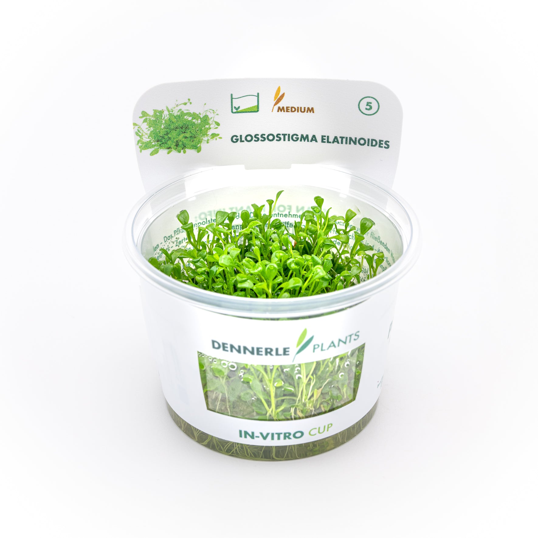 Glossostigma elatinoides CUP / Dennerle-Plants