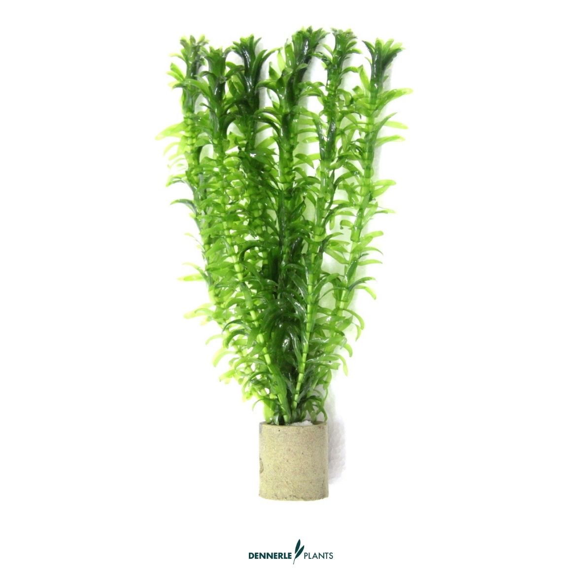 5 mal -  Egeria densa TR  / Dennerle-Plants