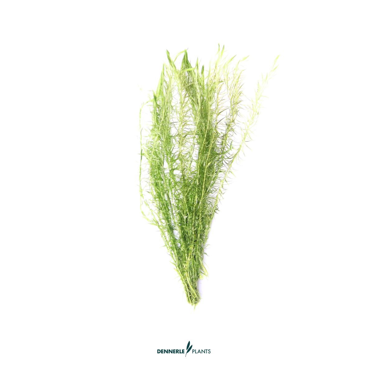 5 mal - Mayaca fluviatilis TR / Dennerle-Plants