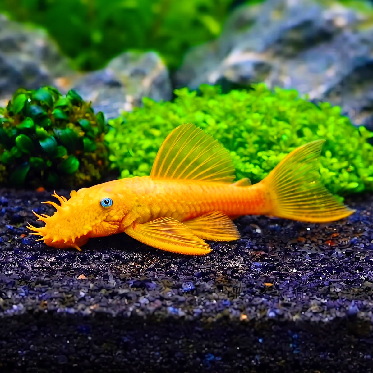 L144 Shortfin Snow White aus liebevoller Zucht - 💛 Antennenwels Ancistrus sp.