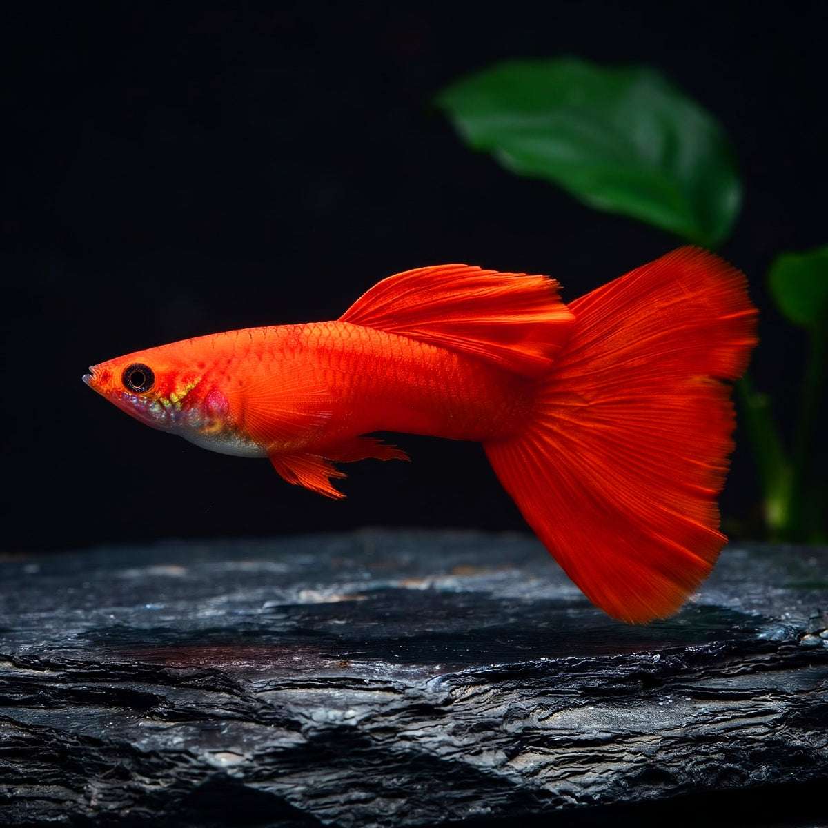 Hochzucht Guppy - ❤️ Full Red