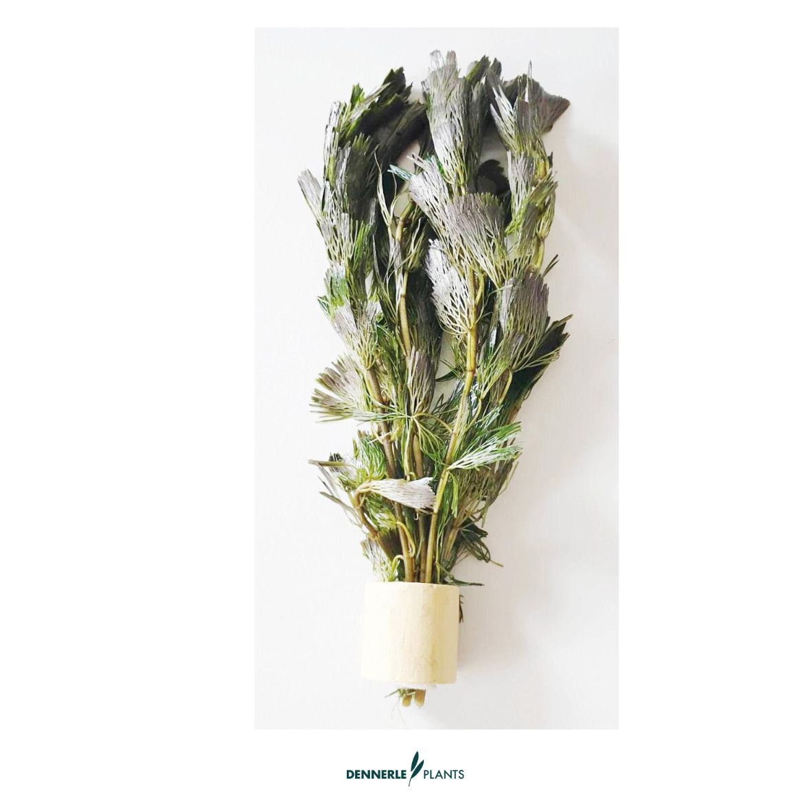 5 mal - Cabomba aquatica TR / Dennerle-Plants