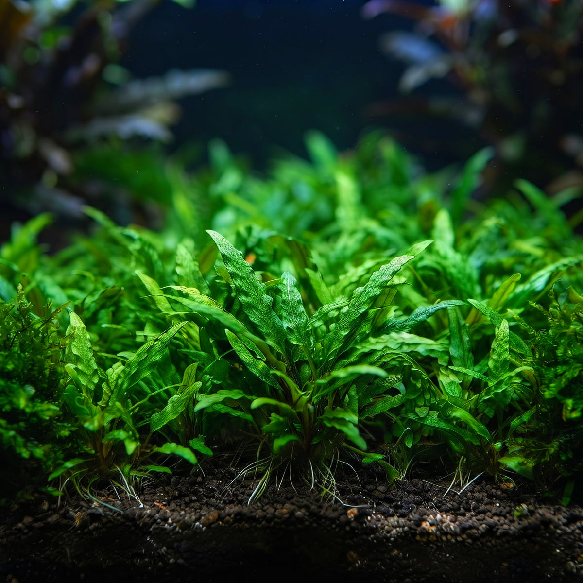 Cryptocoryne parva / Dennerle-Plants