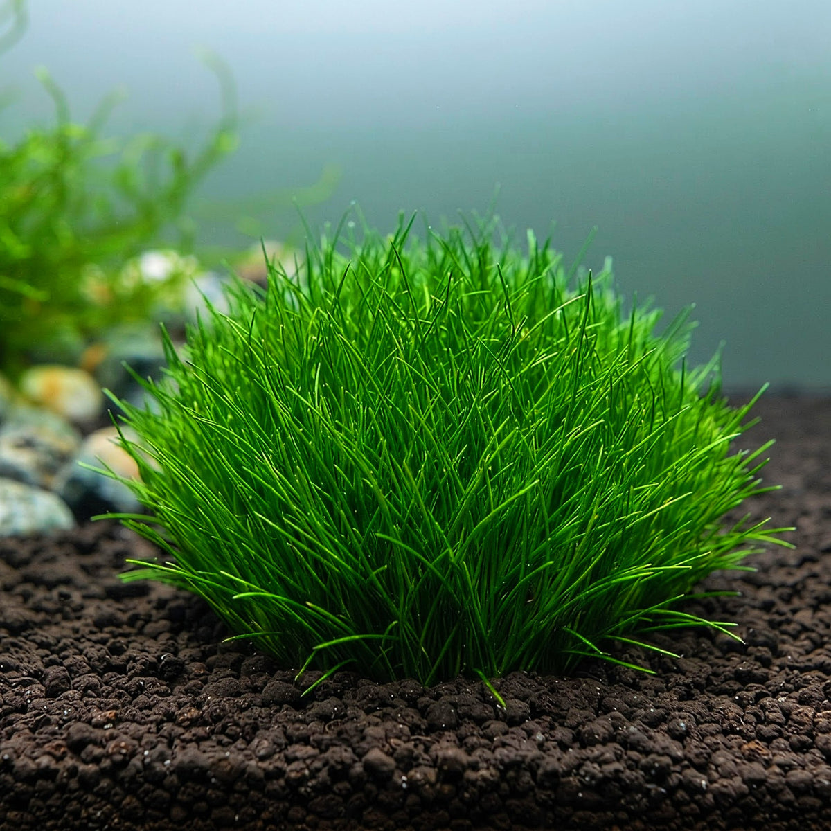 Eleocharis acicularis / Dennerle-Plants
