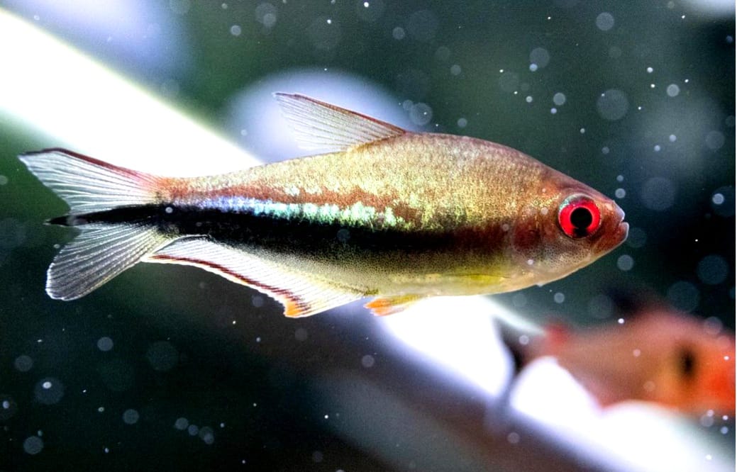 Nematobrycon lacortei – Der Regenbogenkaiserfisch für dein Aquarium