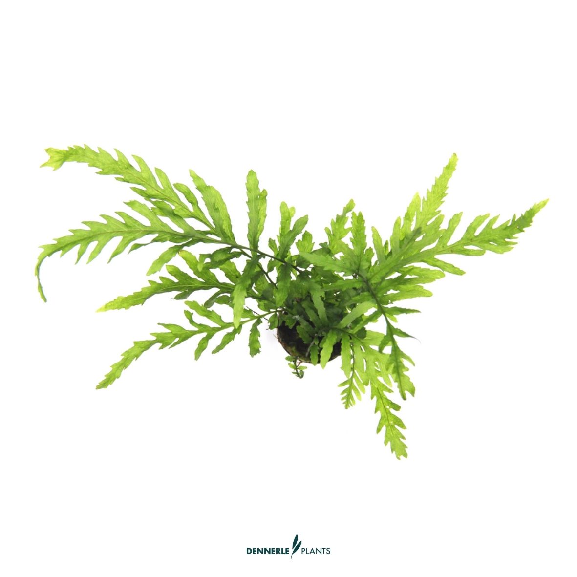 Bolbitis heudelotii  / Dennerle-Plants