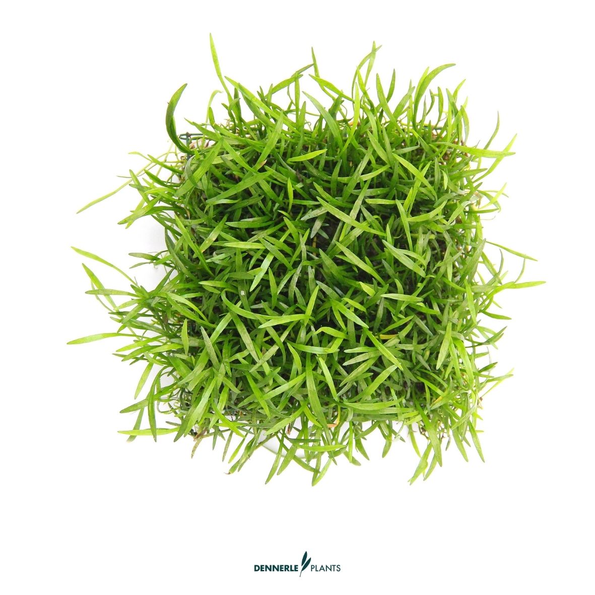 Lilaeopsis brasiliensis, 9 x 9 cm / Dennerle-Plants