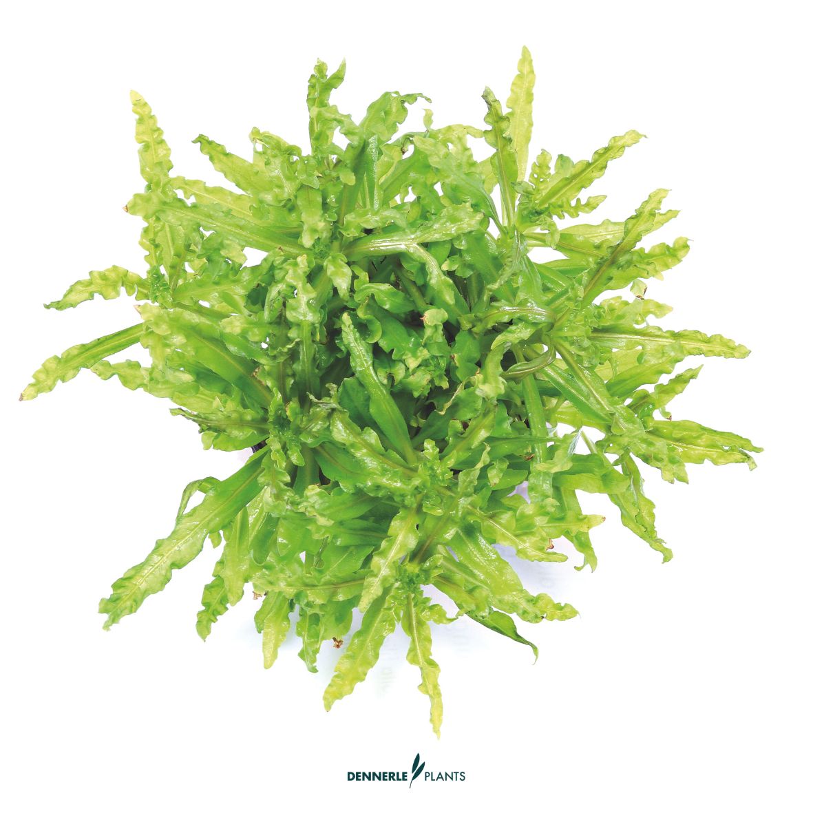 Pogostemon helferi / Dennerle-Plants