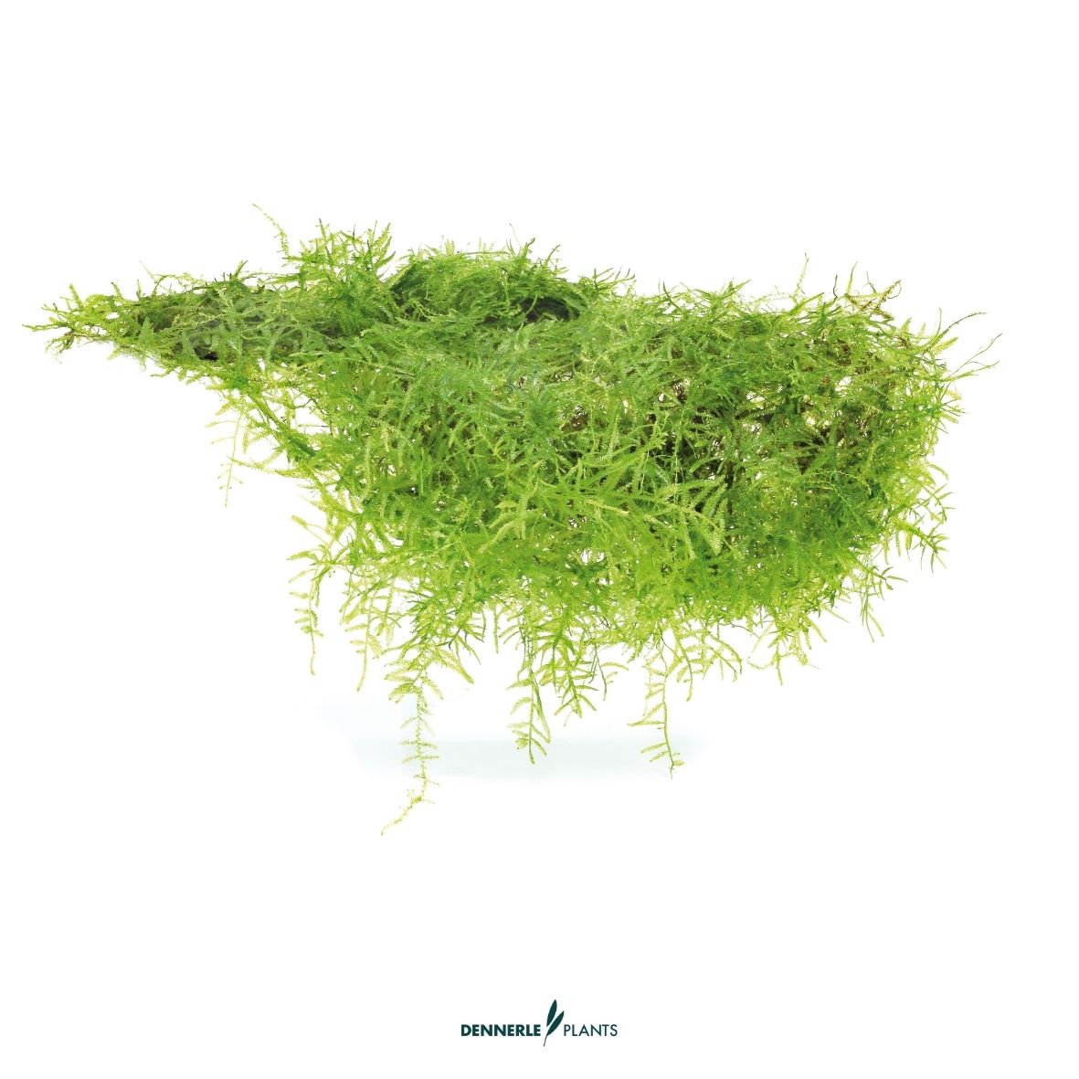 Taxiphyllum barbieri, 9 x 9 cm / Dennerle-Plants