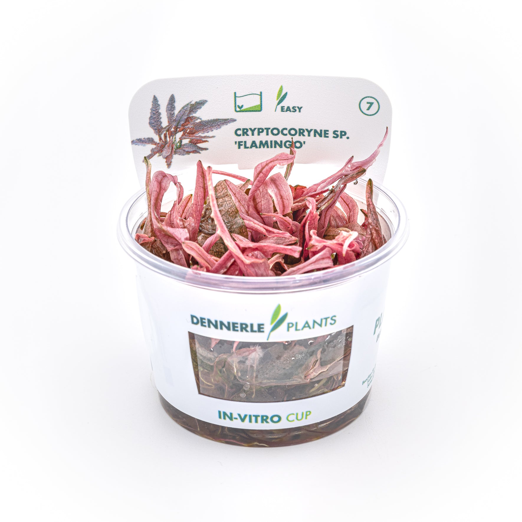 Cryptocoryne spec.'Flamingo' CUP/ Dennerle-Plants