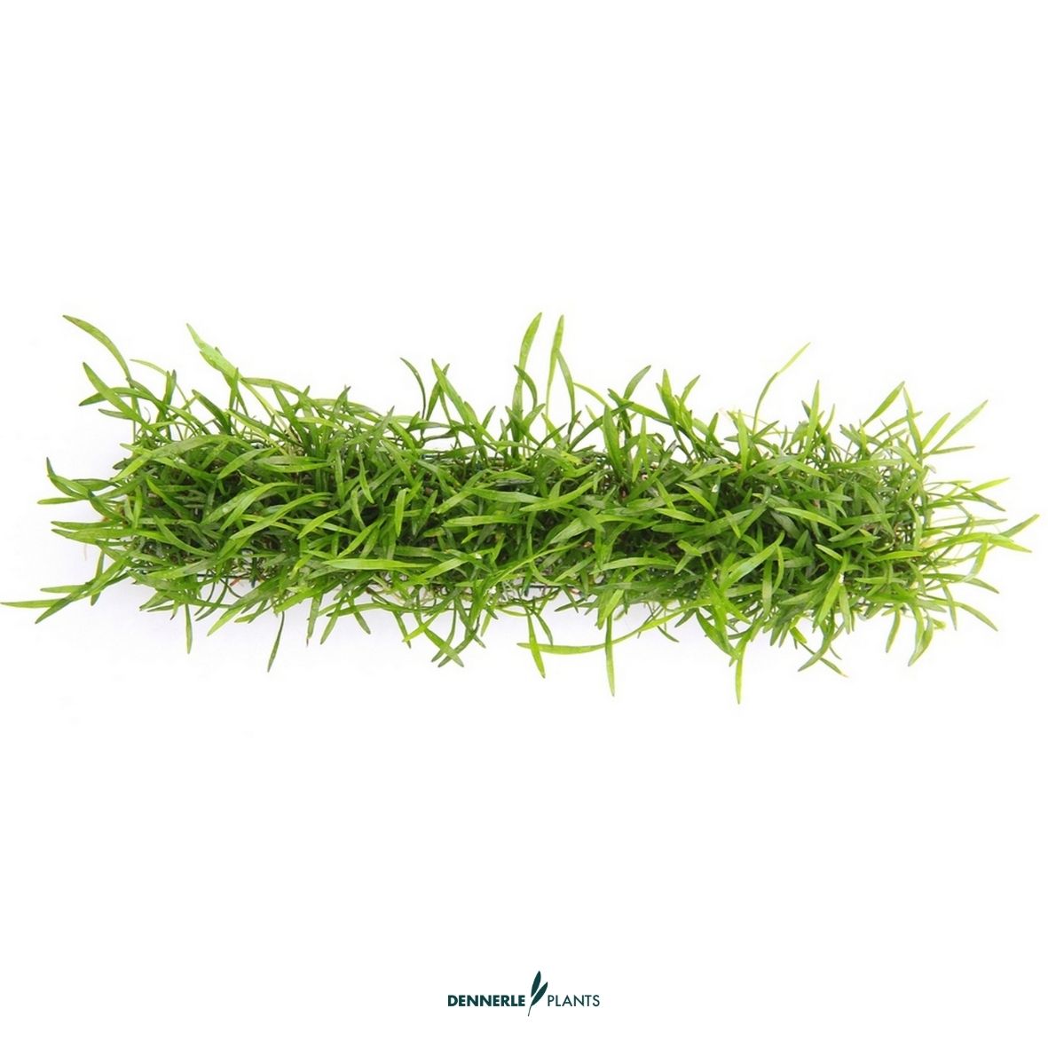 Lilaeopsis brasiliensis, Stretch-pad, 3 x 18 cm / Dennerle-Plants